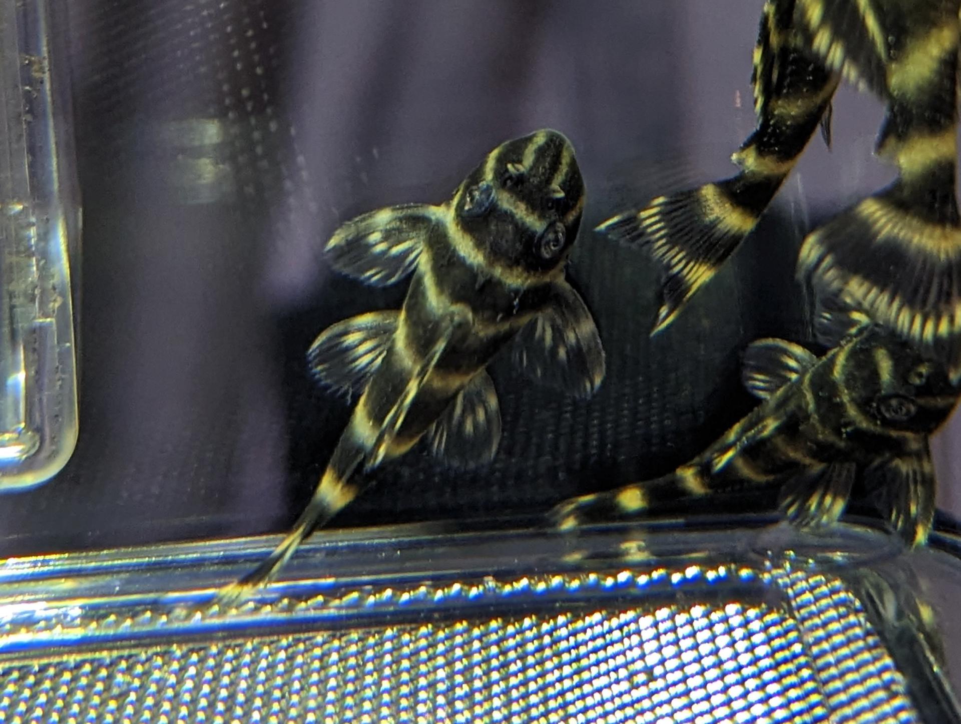 Buy L270 Chocolate Zebra Pleco online in Australia Point Pleco Aquariums